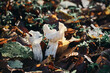 Białe strzępiaste grzyby, chyba niejadalne, może trujące, na tle brunatnych i brązowych bukowych liści.