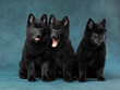 Portrait of puppies of schipperke on a blue background, studio shot