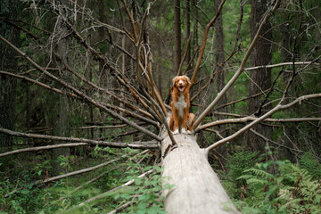 Wall Mural - dog in the green forest sits on a log. Nova Scotia Duck Tolling Retriever in nature among the trees. Walk with a pet