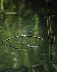 Poster - Selective focus shot of a blue dragonfly perched on twig over water on sunny day