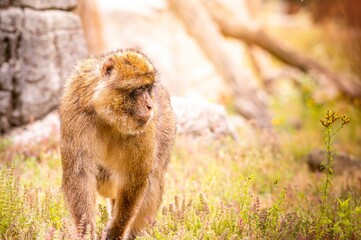 Poster - Barbary macaque in a forest