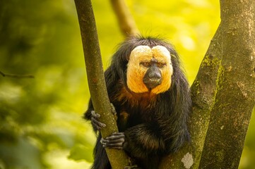 Sticker - White-faced saki monkey on a forest tree