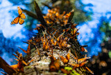 Fototapeta Sawanna - Colony of Monarch butterflies (Danaus plexippus) on a pine trunk in a park El Rosario, Reserve of the Biosfera Monarca. Angangueo, State of Michoacan, Mexico