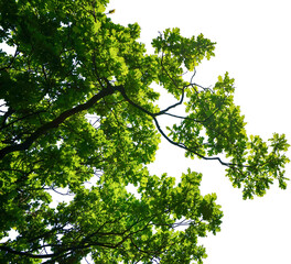 Wall Mural - tropical tree leaves and branch foreground