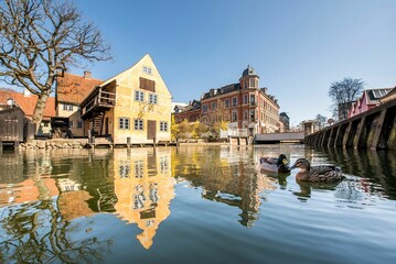 Wall Mural - Ducks swimming in the Aarhus river with a reflection of the old town and Den Gamle By on the surface