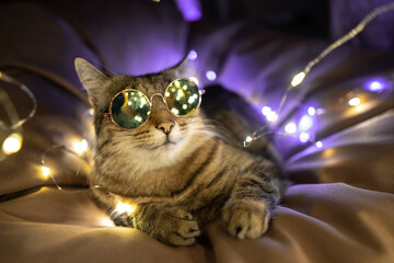 Portrait of funny party cat in sunglasses with Christmas lights