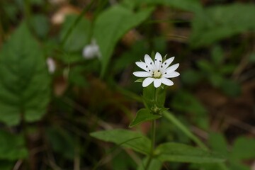 Poster - Closeup of a small white false starwort (Pseudostellaria heterophylla) flower