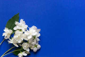 Wall Mural - white flowers on blue background