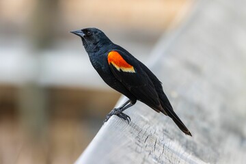 Sticker - Closeup of a beautiful red-winged blackbird on a wooden surface