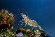 saltwater rockpool shrimp inspect with pereiopods, antennas littoral zone bottom of Black Sea marine biotope aquarium, live rock aquadesign, blue LED light, invasive species for beginner aquarist