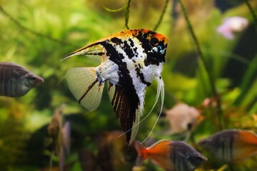 Wall Mural - young adult female angelfish, artificial black, white and orange koi coloration of aqua trade breed, popular widespread ornamental fish from blackwater on sale, aqua pet shop, planted aquarium design