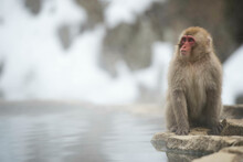 Portrait Of A Snow Monkey In Monkey Park Near Nagano, Japan