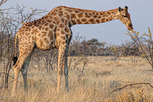Africa, Namibia, Kaokoland, Namib Desert, Three Desert Adapted Giraffes