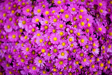 A Closeup Of Vibrant Purple Flowers