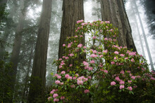 Rhododendrens Blooming Near Damnation Creek At Del Norte Coast Redwoods State Park In Northern California