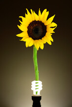 Ecologically Friendly Compact Fluorescent Light Bulb And Sunflower
