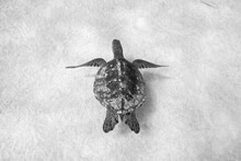 Hawaii'an Sea Turtle