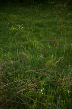 Green Grass With Some Withered Plants And White Flowers. Rhoen Mountains, Germany
