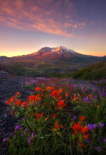 A Vibrant Collection Of Indian Paintbrush And Penstemon Wildflowers Compliment A Beautiful Sunrise Over Mount St. Helens In Washington.