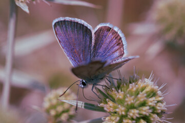 Wall Mural - A small blue butterfly on a wildflower. Insects in nature.