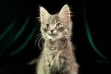 Cute Kitten Sits On A Green Background And Looks Away