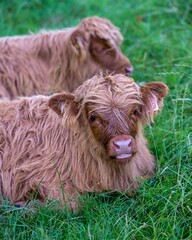 Wall Mural - Vertical shot of two Scottish highland calves lying on the grass