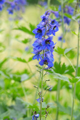 Wall Mural - Larkspur, Delphinium in bloom, this plant is toxic