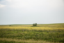 Trees Stand Alone Far Out In An Open Prairie Under Gray Skies