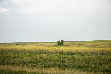 Wall Mural - trees stand alone far out in an open prairie under gray skies