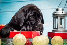 Black Puppy Lies On A Gift Box Near Christmas Balls