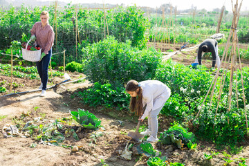 Wall Mural - Farmers family working together on the soil on the farm in the spring