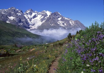 Canvas Print - A fog along a grassy meadow with flowers, and snowy mountain tops in the background on a sunny day