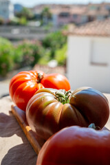 Fresh ripe colorful french tomatoes from Provence in wooden box