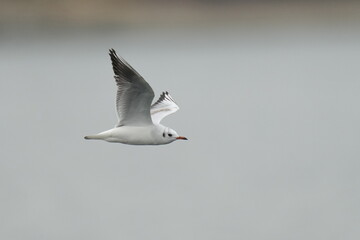 Wall Mural - black headed gull in flight