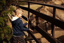 A Little Boy Feeds Wild Horses With His Hands In A Zoo Through A Wooden Fence