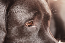 Dog's Eyes And Part Of The Muzzle Close-up Macro. Labrador Retriever Young Dog.