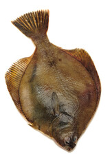 Poster - Psetta maxima (Turbot Fish) isolated on white background 