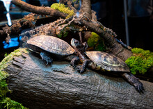 Western Pond Turtle At Aquarium Of The Bay