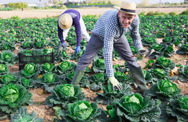 Sticker - Focused young adult male farmer working in a farm field, harvesting savoy cabbage on a sunny spring day