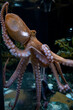 Red Octopus at Aquarium of the Bay