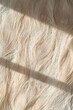 Close-up peacock feathers composition on white background