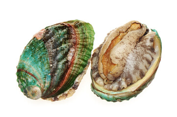 Wall Mural - Raw abalones on the white background 
