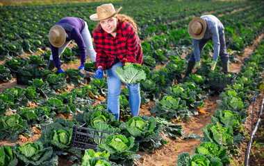 Sticker - Woman gardener during harvesting of green cabbage on plantation