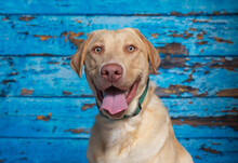 Cute Photo Of A Dog In A Studio Shot On An Isolated Background