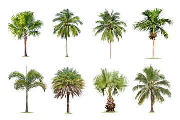 Wall Mural - coconut and palm trees isolated tree on white background , the collection of trees.large trees are g