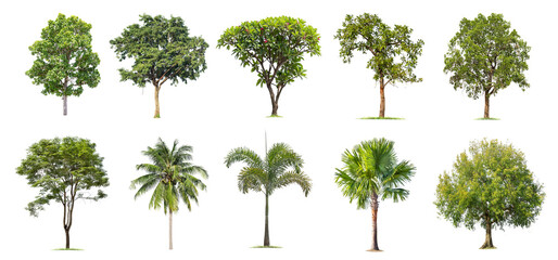 Wall Mural - isolated big tree on white background ,the collection of trees.large trees database botanical garden