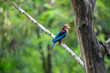 White-throated kingfisher (Halcyon smyrnensis) perched 
