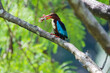 White-throated kingfisher (Halcyon smyrnensis) perched and eating
