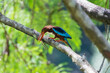 White-throated kingfisher (Halcyon smyrnensis) perched and eating