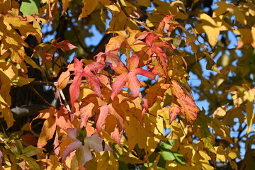 Canvas Print - American sweetgum ( Liquidambar styraciflua ) tree autumn leaves. Altingiaceae deciduous tree.